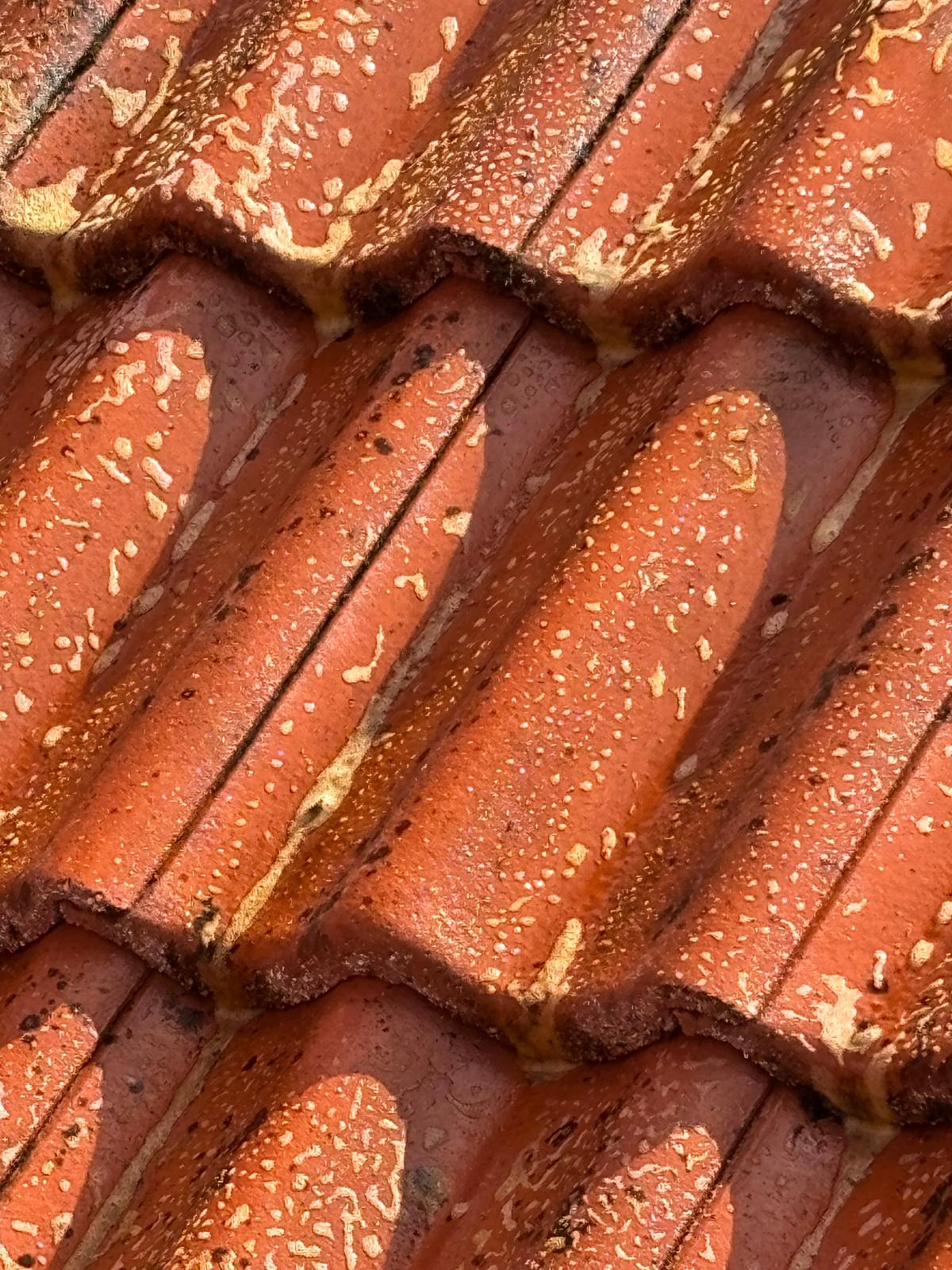 Algenfuchs Referenz – professionelle Reinigung Steiermark